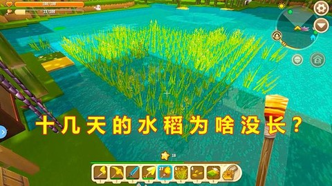 迷你世界怎么种水稻[图1]
